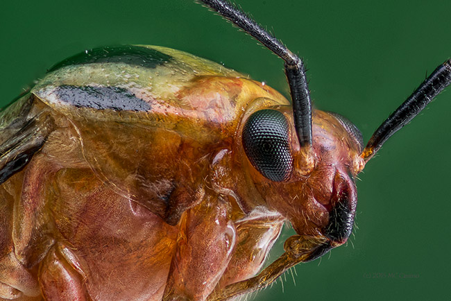 Four Lined Plant Bug (Poecilocapsus lineatus)